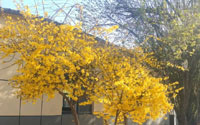 山矿技工学校的春天