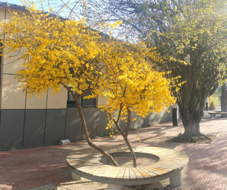 发芽的迎春花