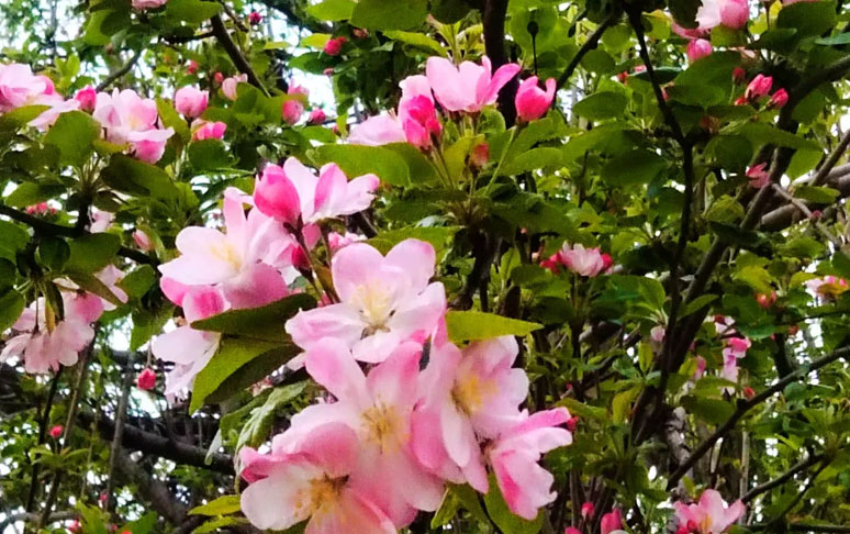 海棠花