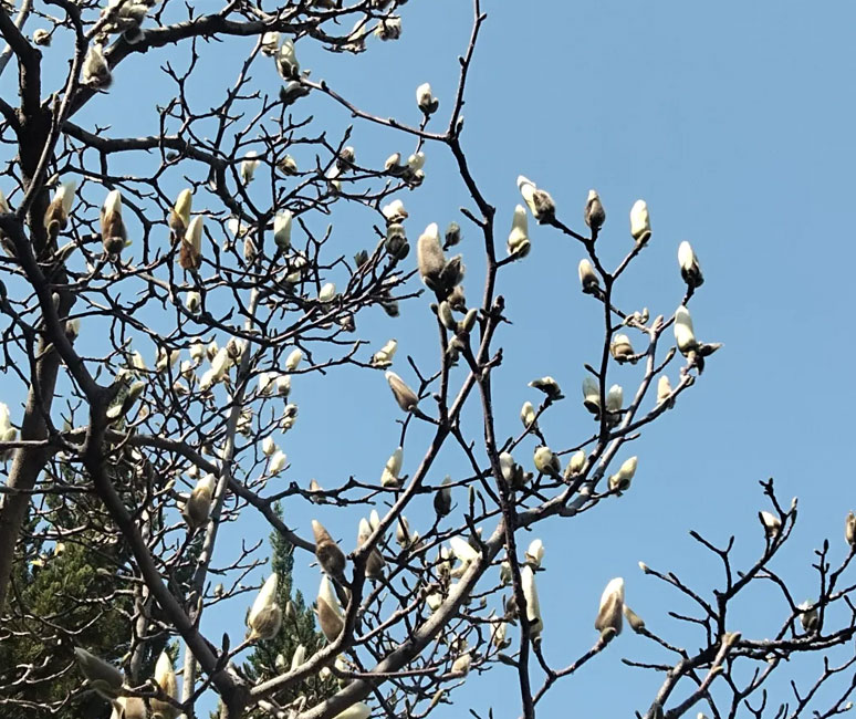 玉兰花如约而至